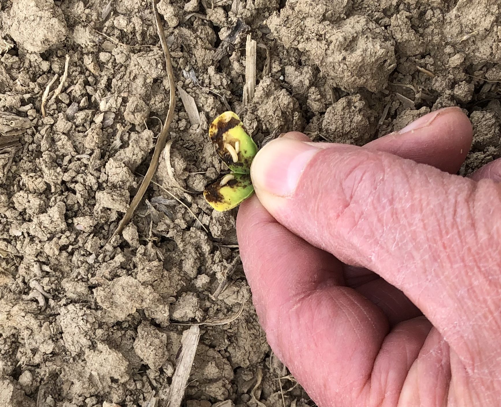 Seed corn maggot in soil.